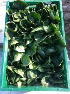 s_spinat eigen Salate & Blattgemüse - Spinat - Hofladen Altkö